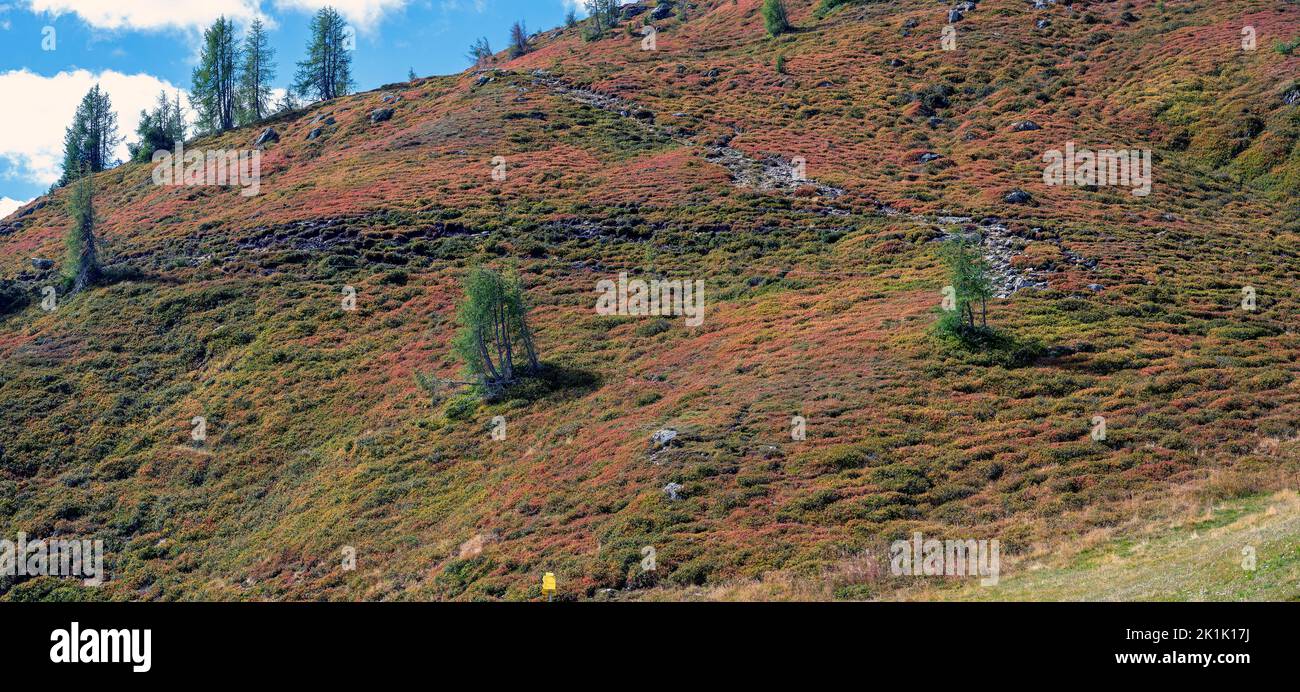 red coloured mountain slope with lingonberry shrubs on an alp at late summer on the mountain Turnthaler in Tirol, Austria Stock Photo