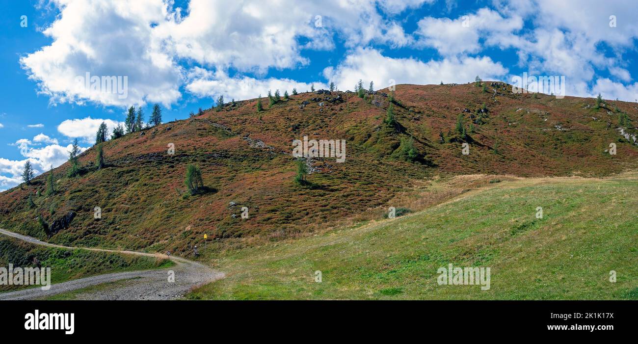 hillside with red lingonberry shrubs and green pasture on an alp at late summer on the mountain Turnthaler in Tirol, Austria Stock Photo