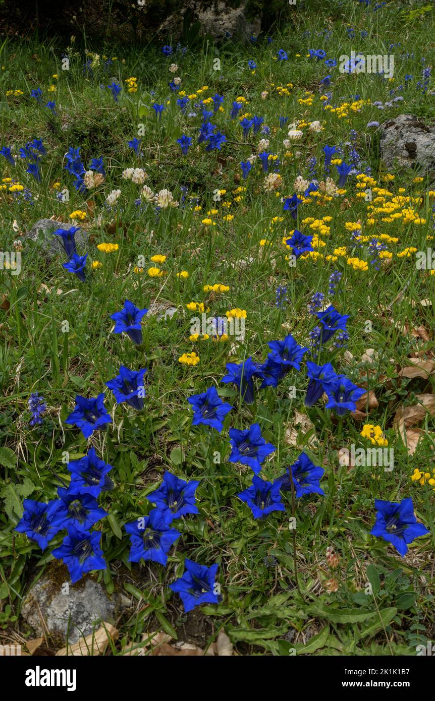Narrow-leaved Trumpet Gentian, Gentiana angustifolia in spectacular display, with other flowers including Horseshoe vetch, Hippocrepis comosa, on lime Stock Photo