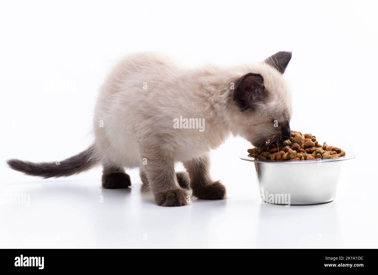 A small kitten eats cat food from a metal bowl. Pet shop and animal care, vitamins and balanced nutrition. Isolated on white background. High quality Stock Photo