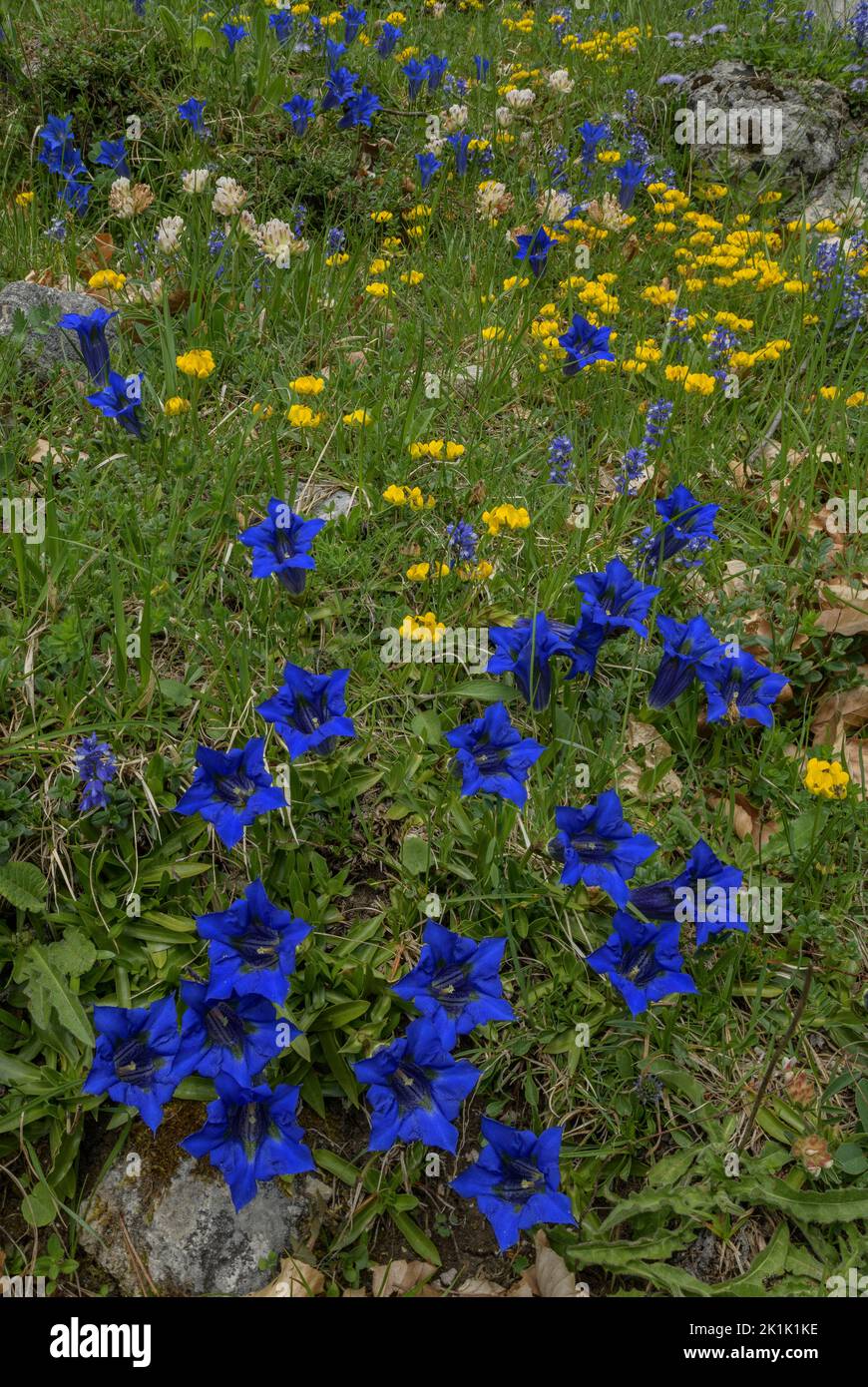 Narrow-leaved Trumpet Gentian, Gentiana angustifolia in spectacular display, with other flowers including Horseshoe vetch, Hippocrepis comosa, on lime Stock Photo