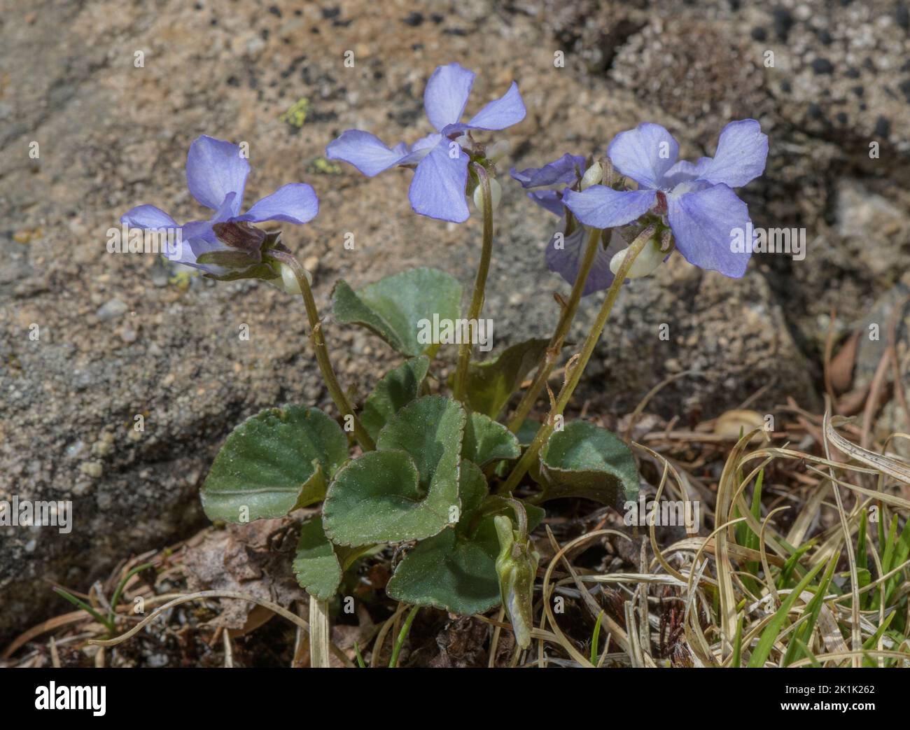 Mountain Violet, Viola canina subsp. schultzii, in flower on acid rock, in the Maritime Alps Stock Photo