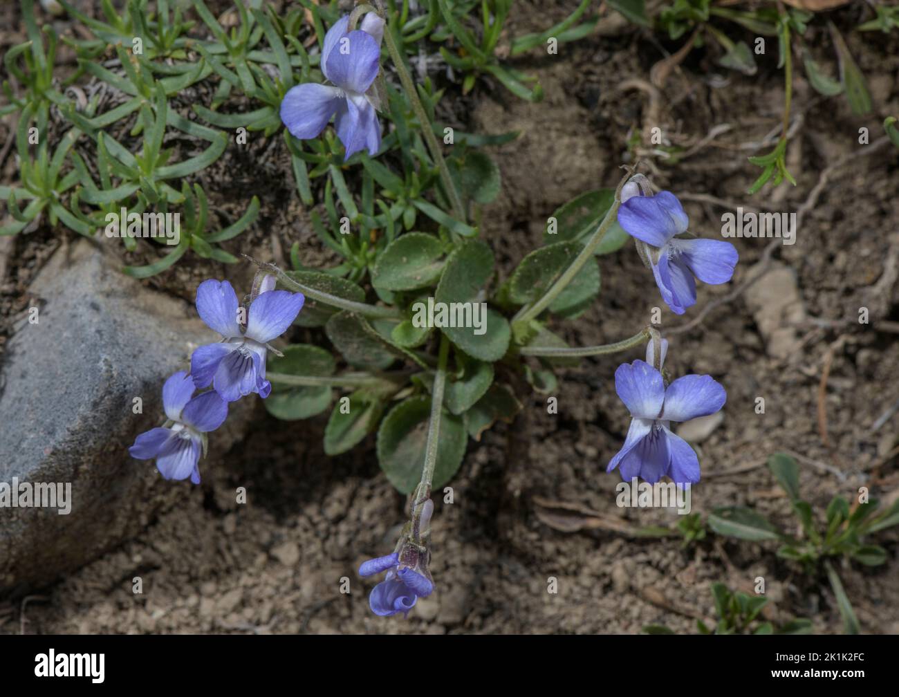 Teesdale Violet, Viola rupestris in flower in limestone grassland. Stock Photo