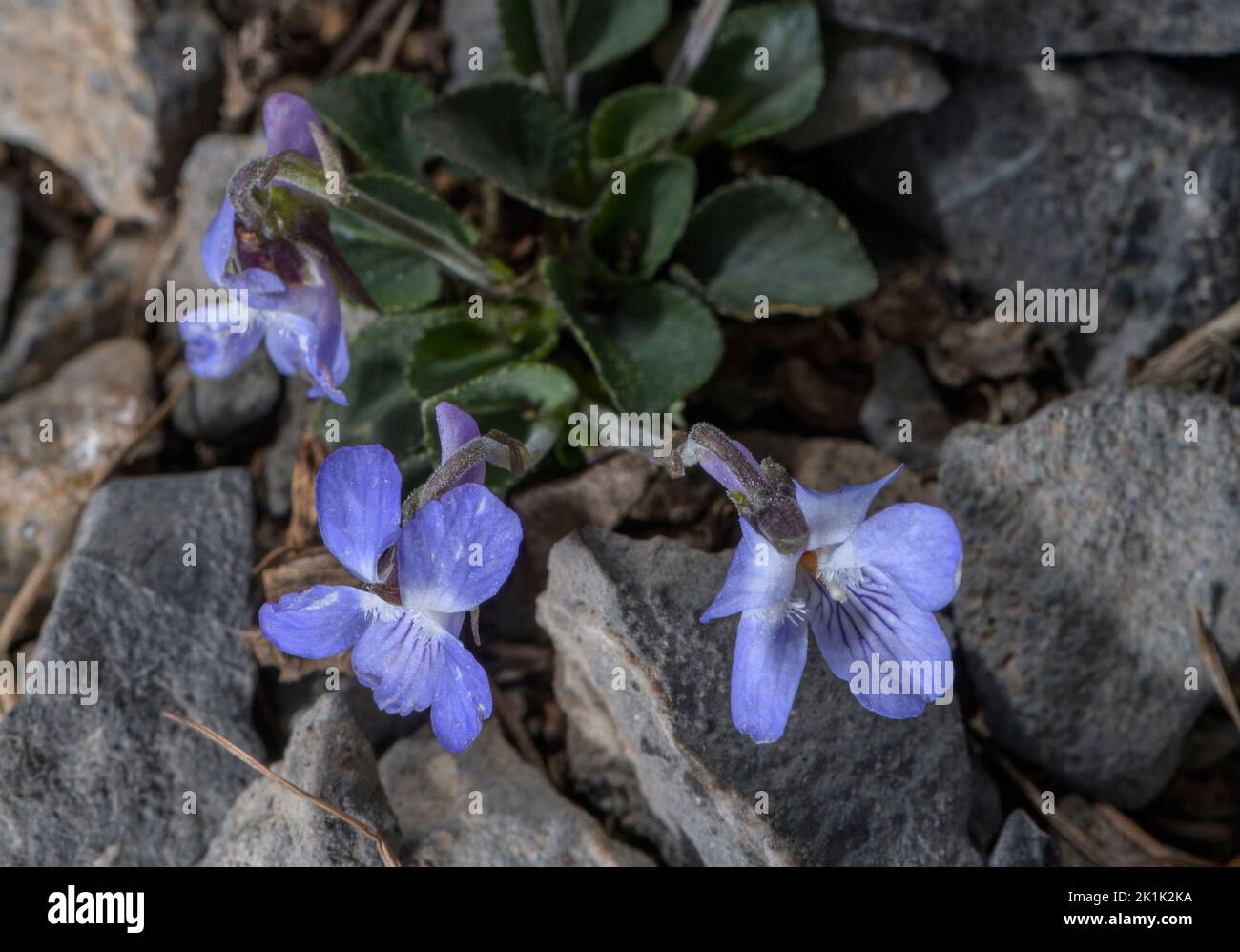 Teesdale Violet, Viola rupestris in flower in limestone grassland. Stock Photo