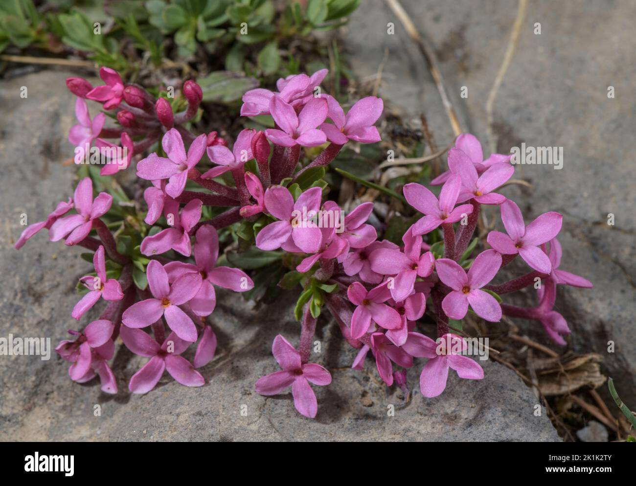 Garland flower, Daphne cneorum in flower on limestone, Maritime Alps. Stock Photo