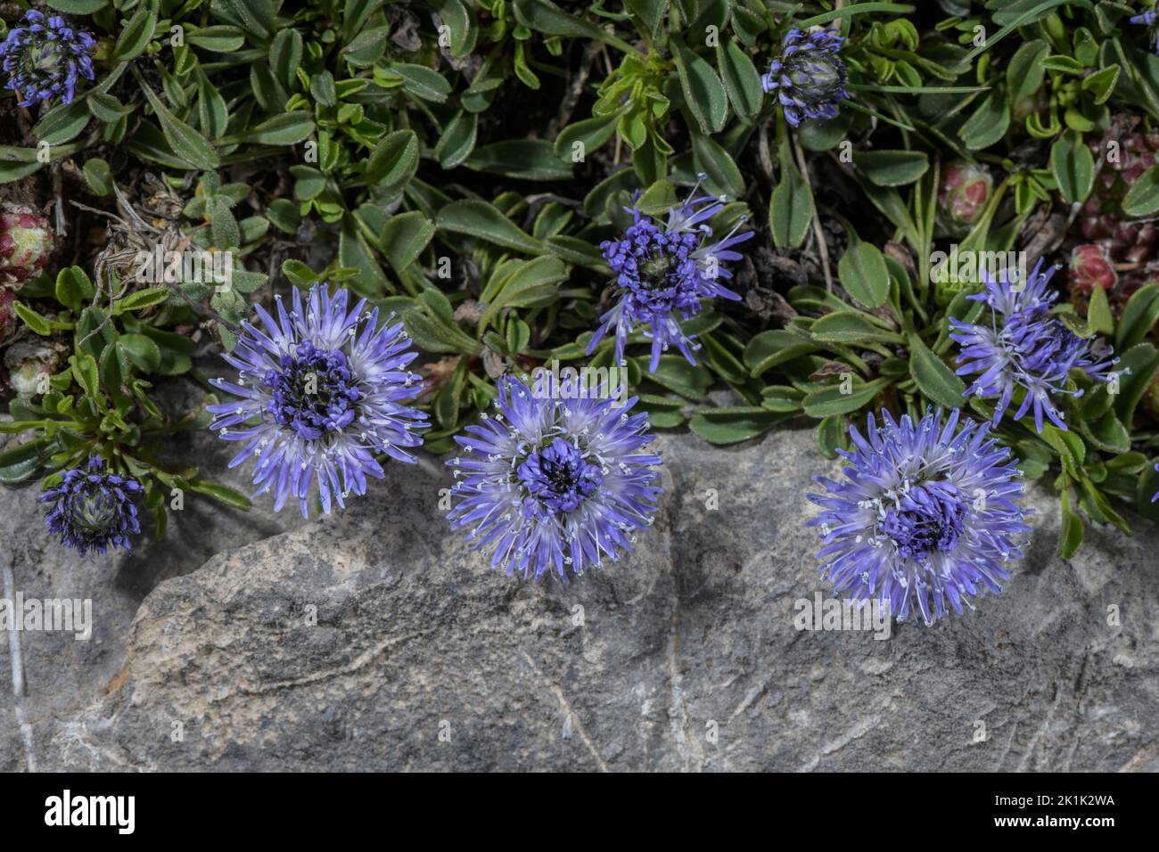 Matted Globularia, Globularia cordifolia, in flower on limestone, Maritime Alps. Stock Photo