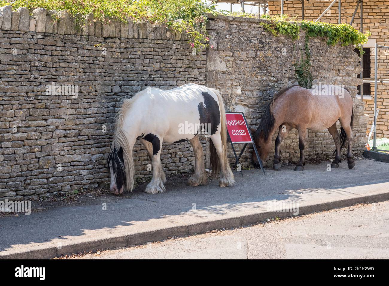 In the small Cotswold market town of Minchinhampton, near Stroud, the horses that graze freely on the nearby common often stray into the town centre Stock Photo