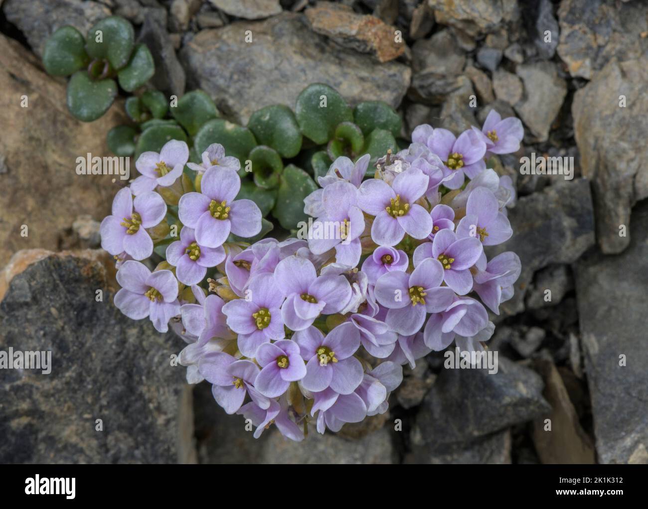 Round Leaved Penny Cress Noccaea Rotundifolia In Flower At High Altitude In The Maritime Alps