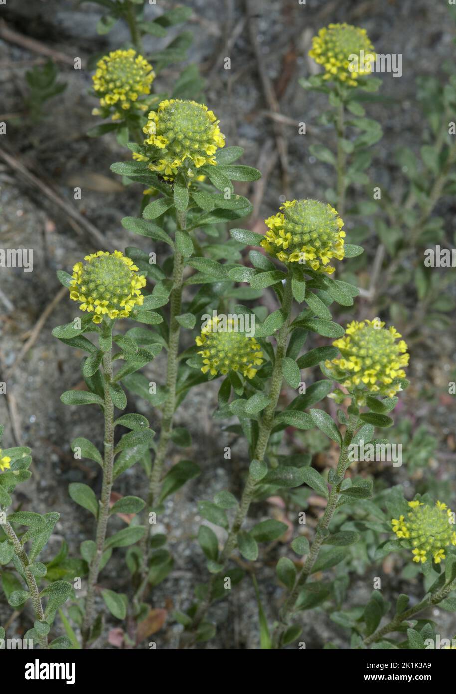 Simple Alison, Alyssum simplex, in flower on dry bank, Maritime Alps Stock Photo Alamy