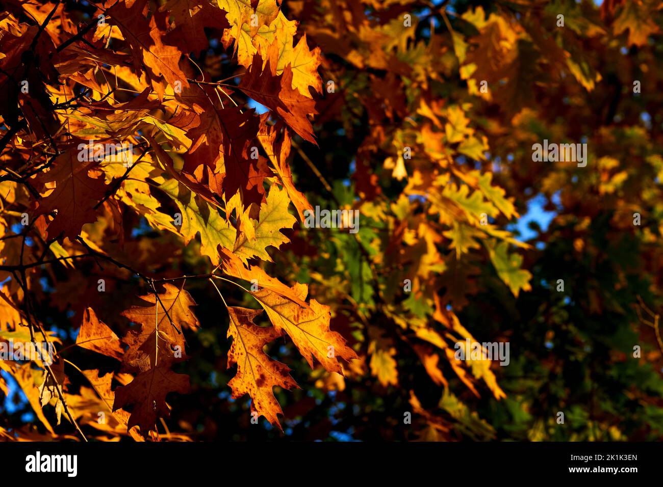 Autumn oak tree with red gold yellow leaves playing in the warm sun Stock Photo