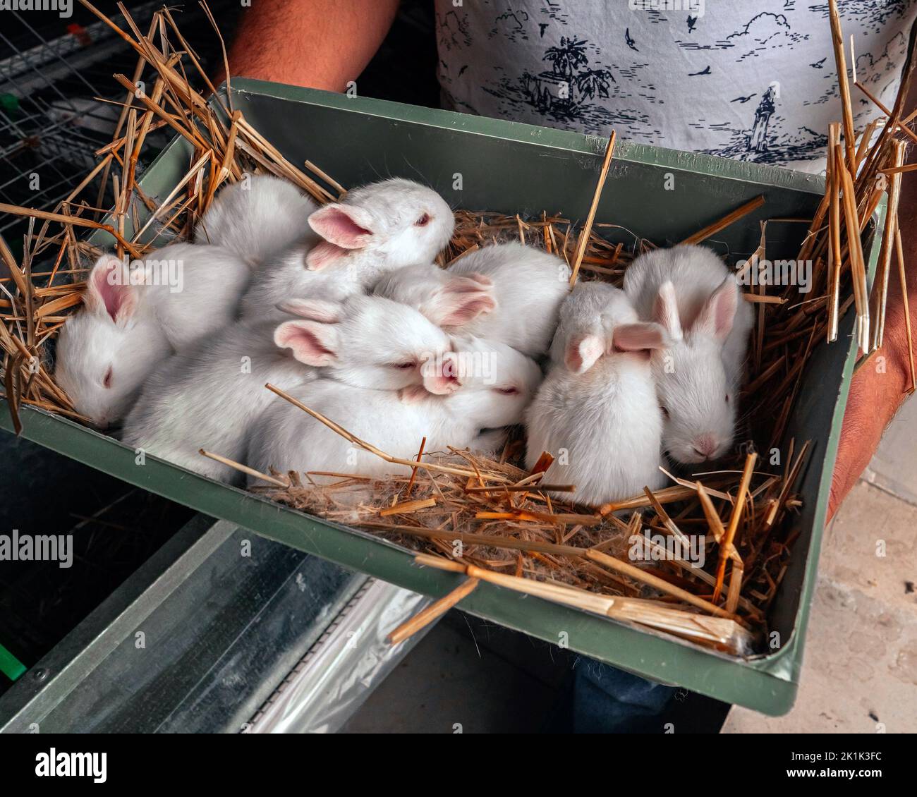 A farmer is holding a crate of young rabbits. Closeup of rabbits