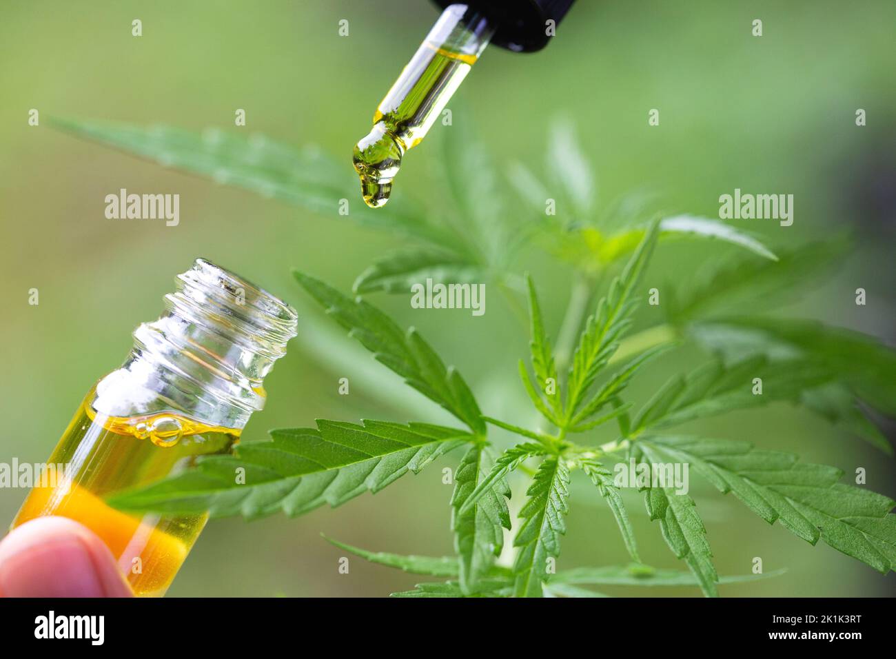 Hemp oil., Hand holding bottle of Cannabis oil against Marijuana plant, CBD oil pipette. Stock Photo