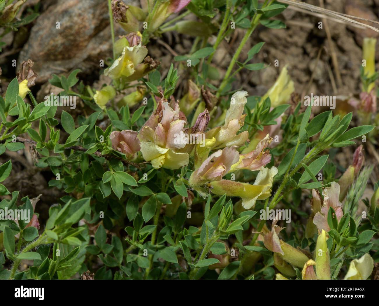 Hairy broom, Chamaecytisus hirsutus subsp. polytrichus,in flower. Maritime Alps. Stock Photo