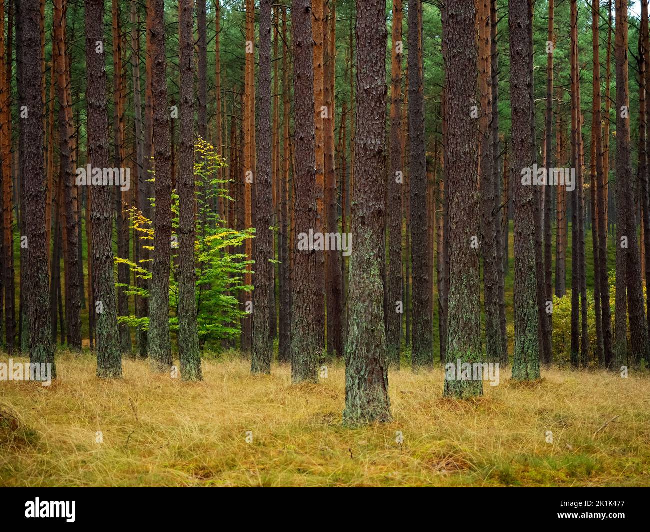 lone deciduous tree growing between high pine trees in a deep pine
