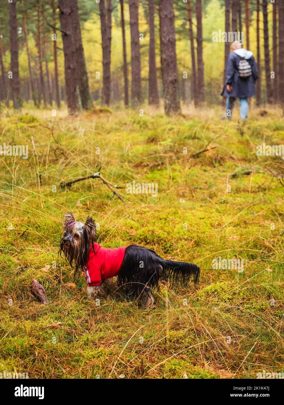 small dog pet yorkshire terrier wearing a red hoodie in a deep pine forest and pet owner on a background Stock Photo