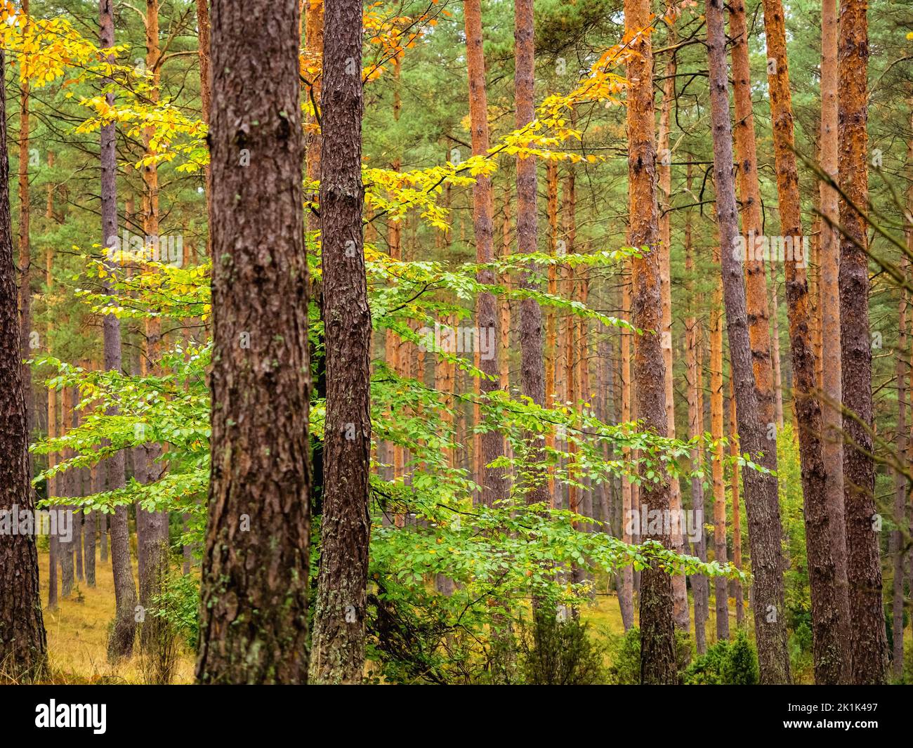 lone deciduous tree growing between high pine trees in a deep pine forest Stock Photo