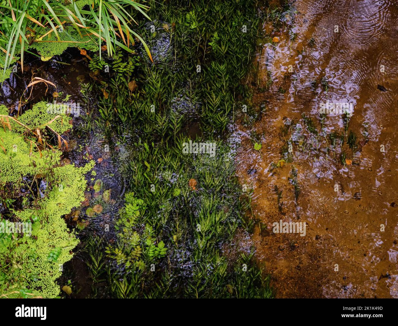 underwater grass grow in a river flow, top view into a forest river
