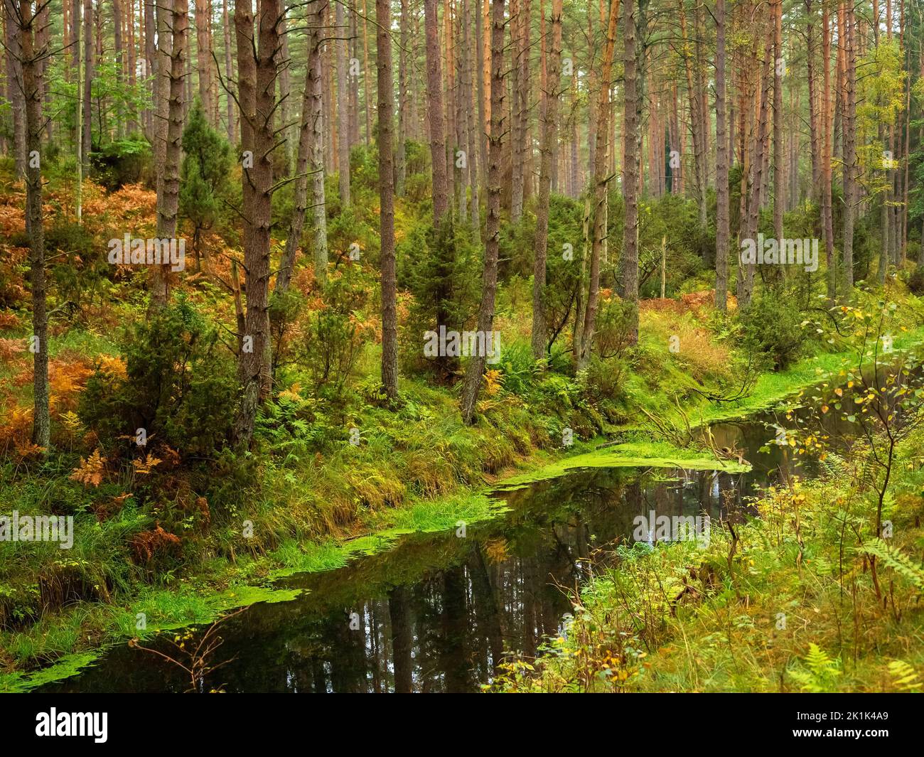 brook in a deep moody pine forest. river flow in a woods Stock Photo