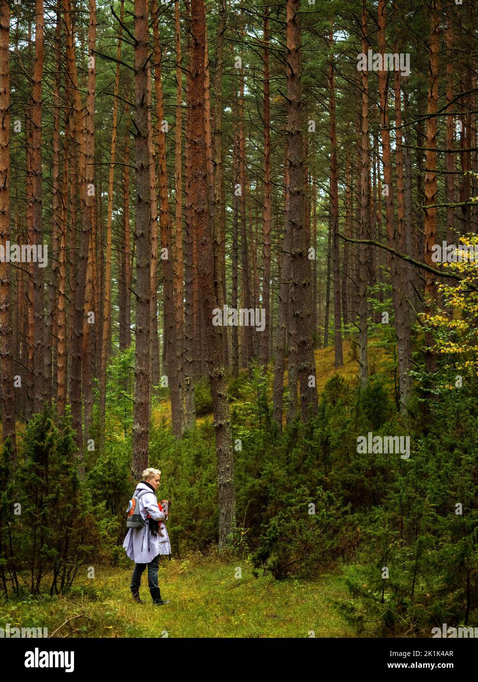 alone person standing in a deep pine forest and holding his pet dog yorkshire terrier Stock Photo