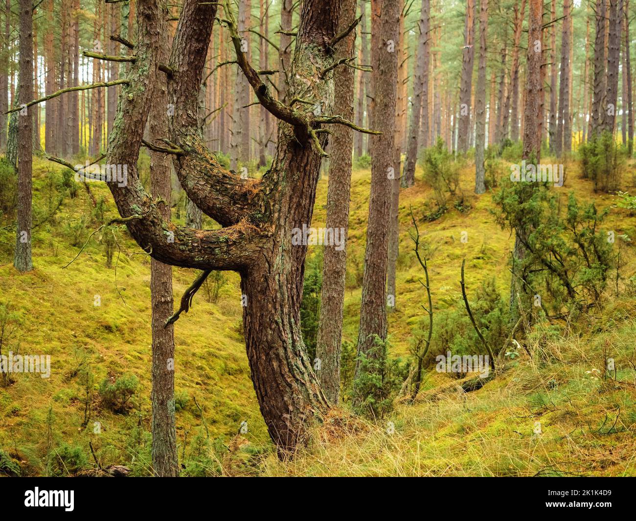 tree trunk in a deep moody forest in autumn season in a rainy day. wild nature background Stock Photo