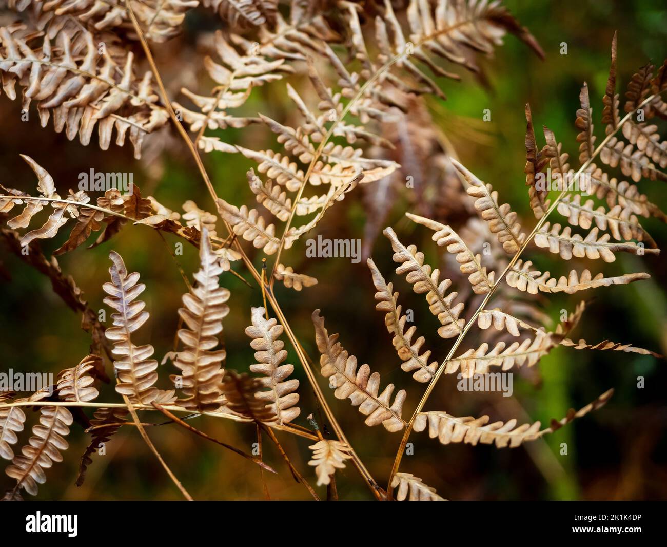 dry golden colored fern leaf in a autumn woodland Stock Photo