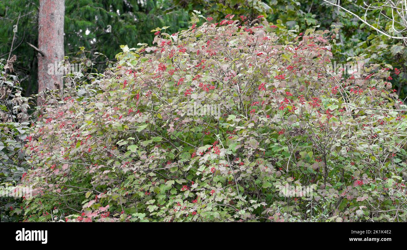 bushess full of wild red hawthorn berries (Crataegus monogyna) in late summer Stock Photo