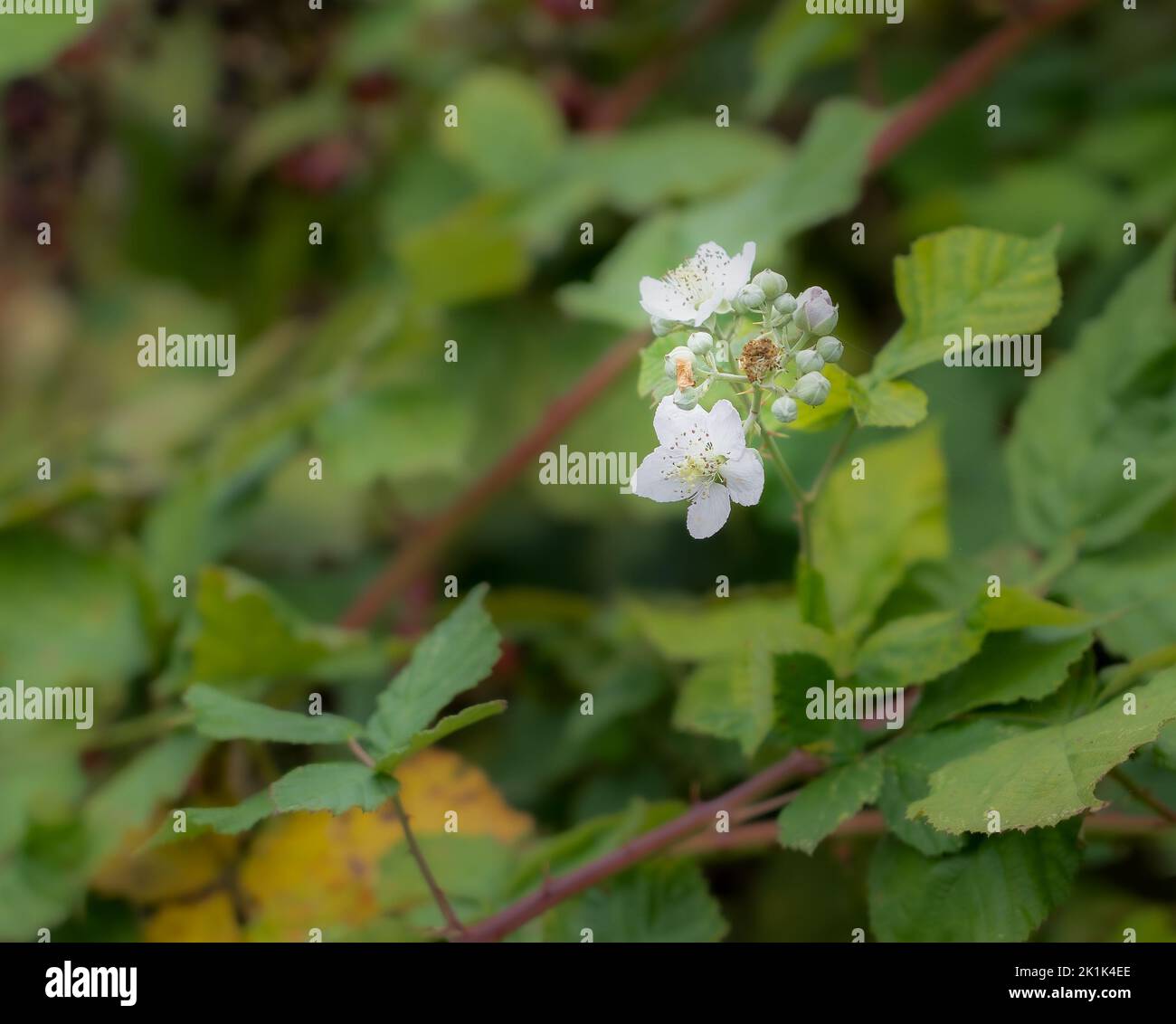 detailed close up of a beautiful wild blackberry bramble white flower (Rubus fruticosus) Stock Photo