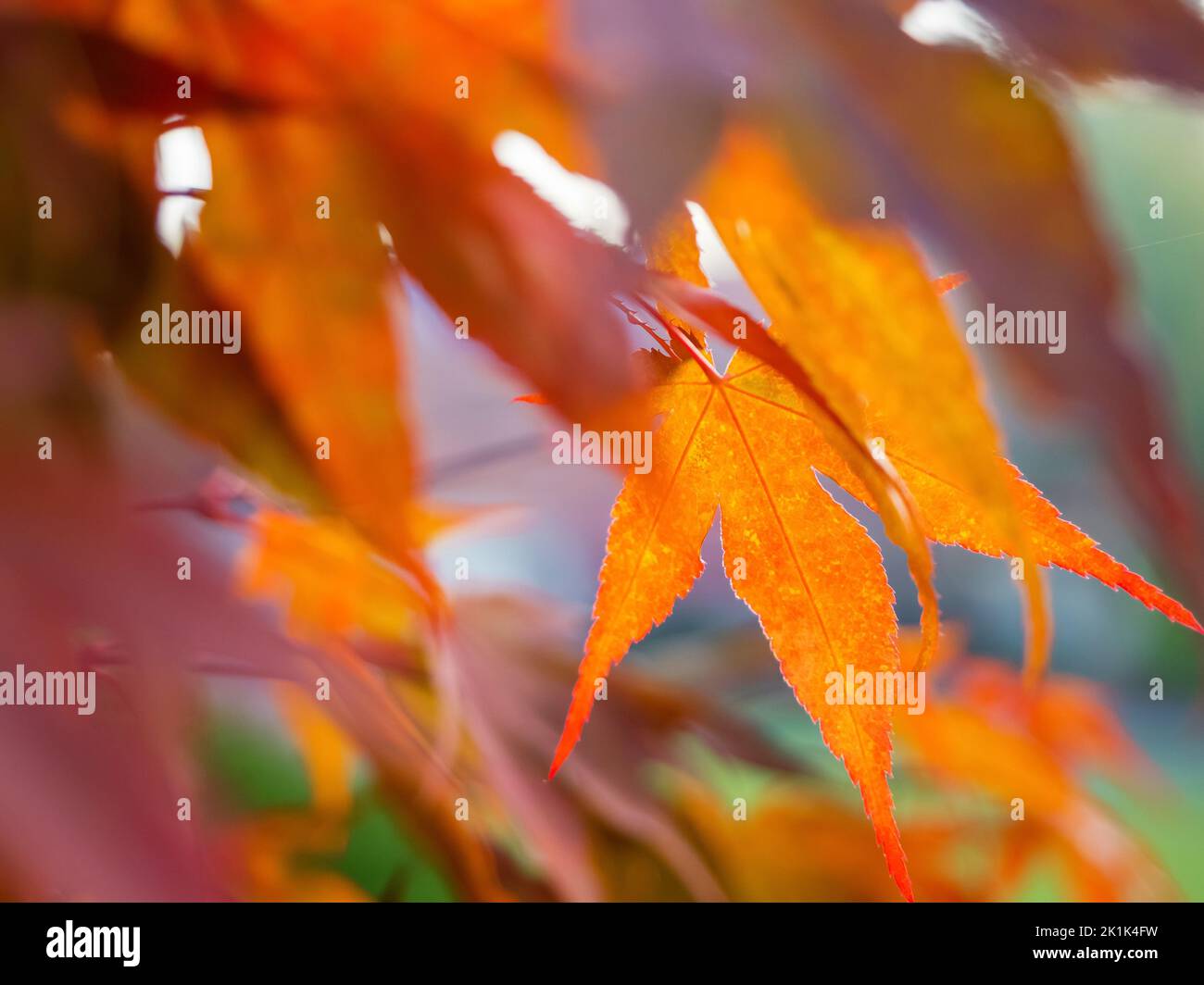 red maple tree leaves in backlit, close up photo of beautiful red autumn foliage. natural vibrant fall season colors Stock Photo
