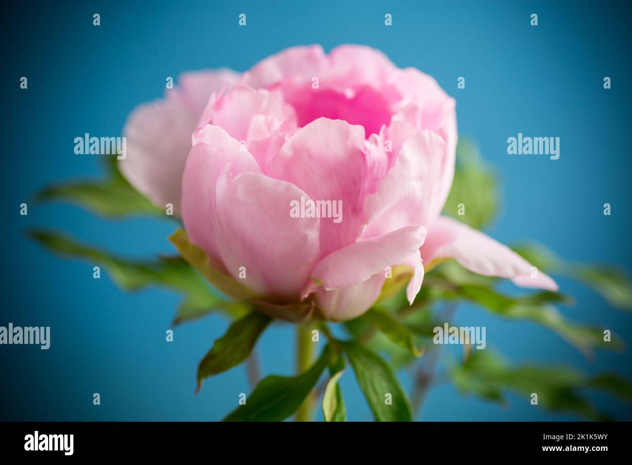 Beautiful big pink peony close-up, isolated on a blue background Stock ...