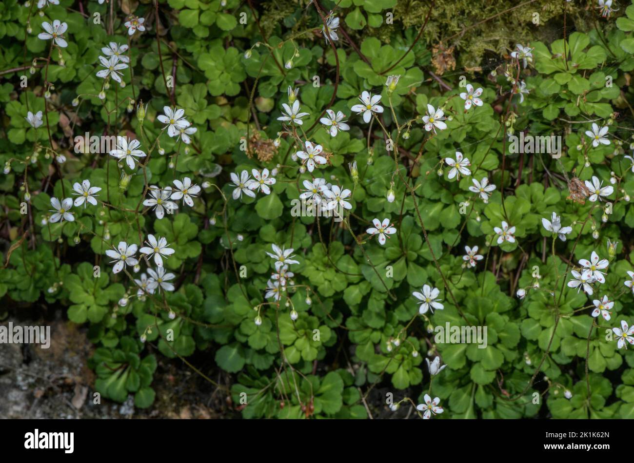 lesser Londonpride, Saxifraga cuneifolia, in flower on shady bank, Maritime Alps. Stock Photo