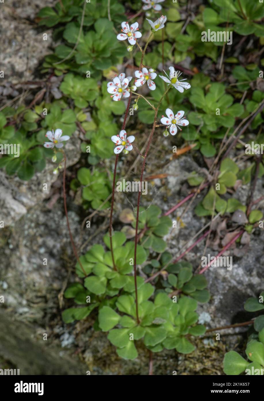 lesser Londonpride, Saxifraga cuneifolia, in flower on shady bank, Maritime Alps. Stock Photo