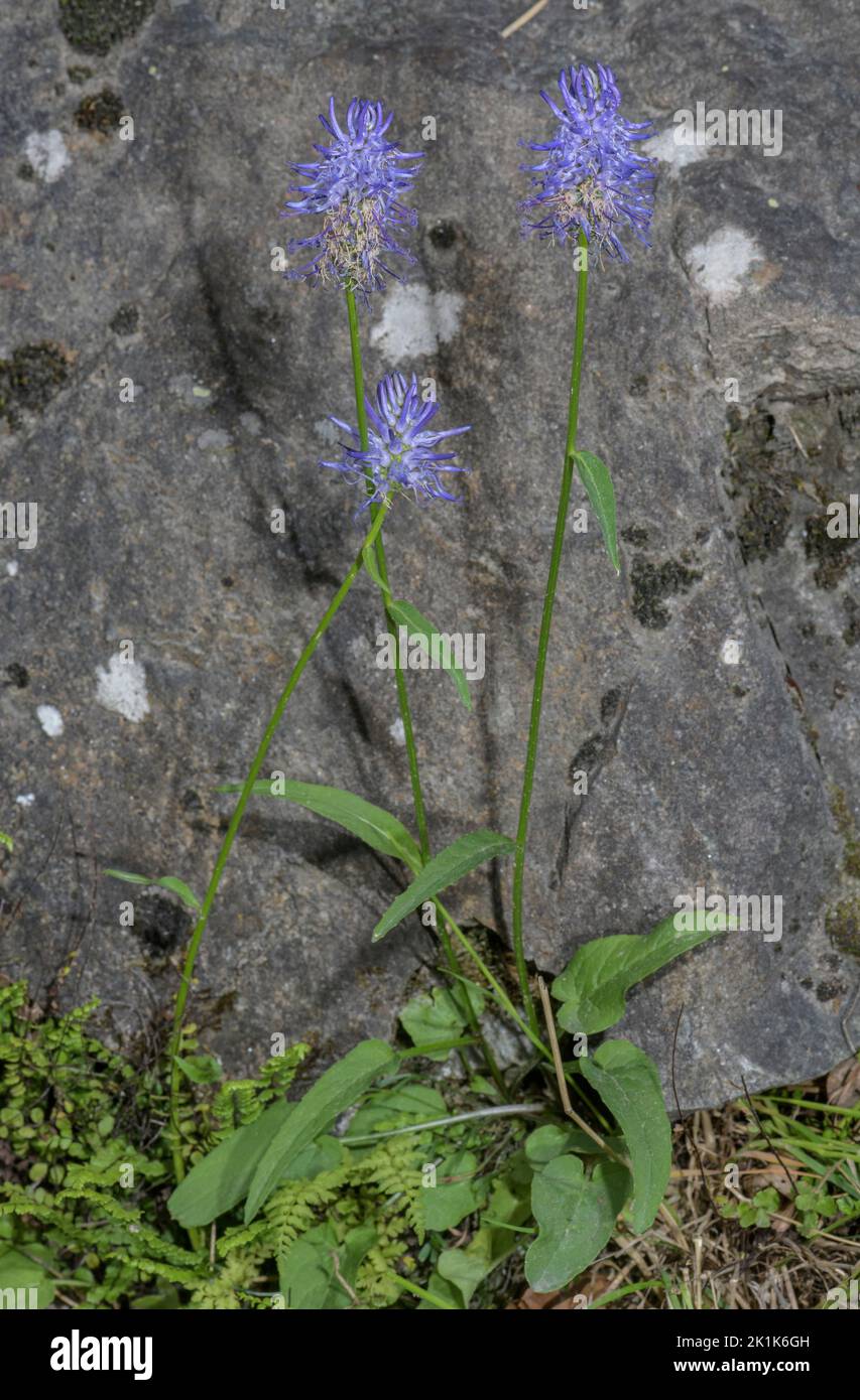 Betony-leaved rampion, Phyteuma betonicifolium in flower, Alps. Stock Photo