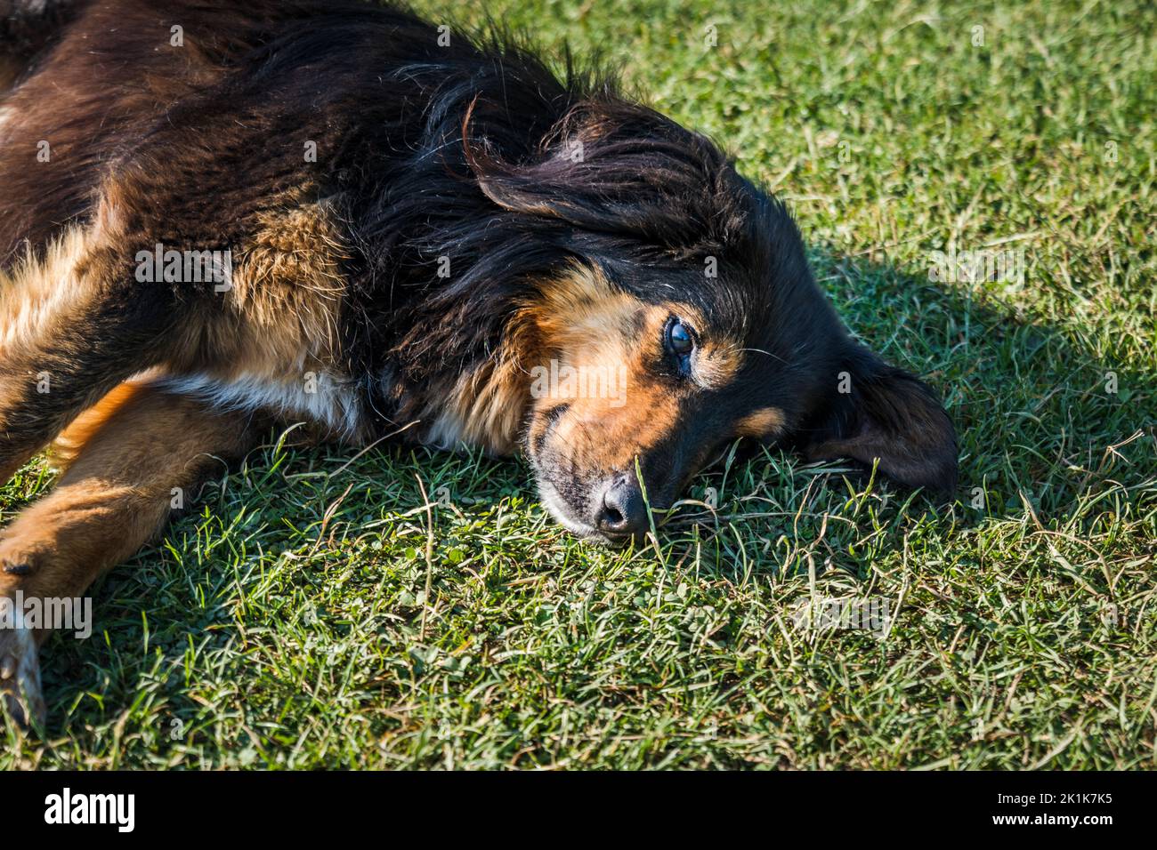 Dog sleeping comfortably in sunlight in summer. Cute pet dog portrait ...