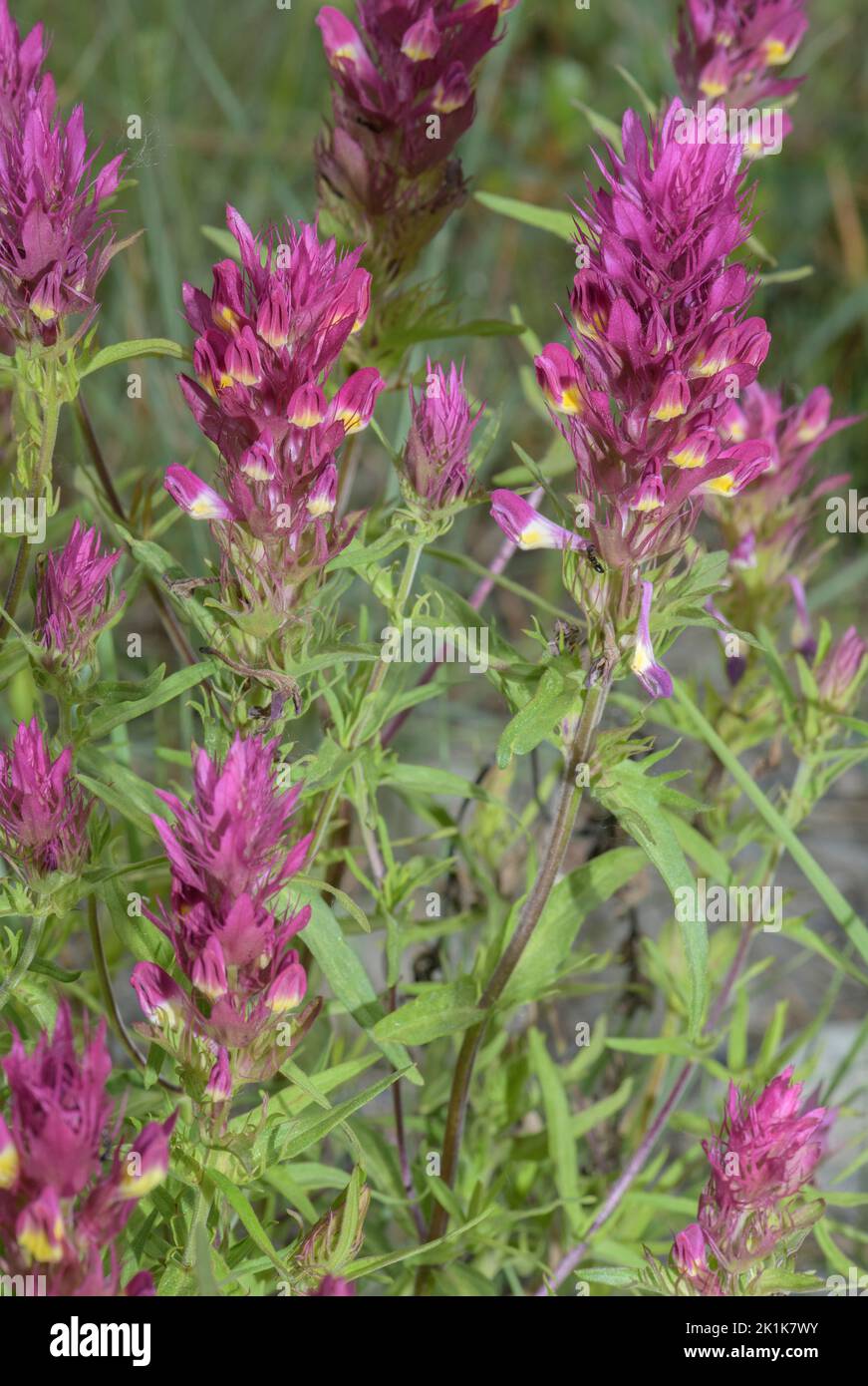 Field Cow-wheat, Melampyrum arvense, in flower Stock Photo