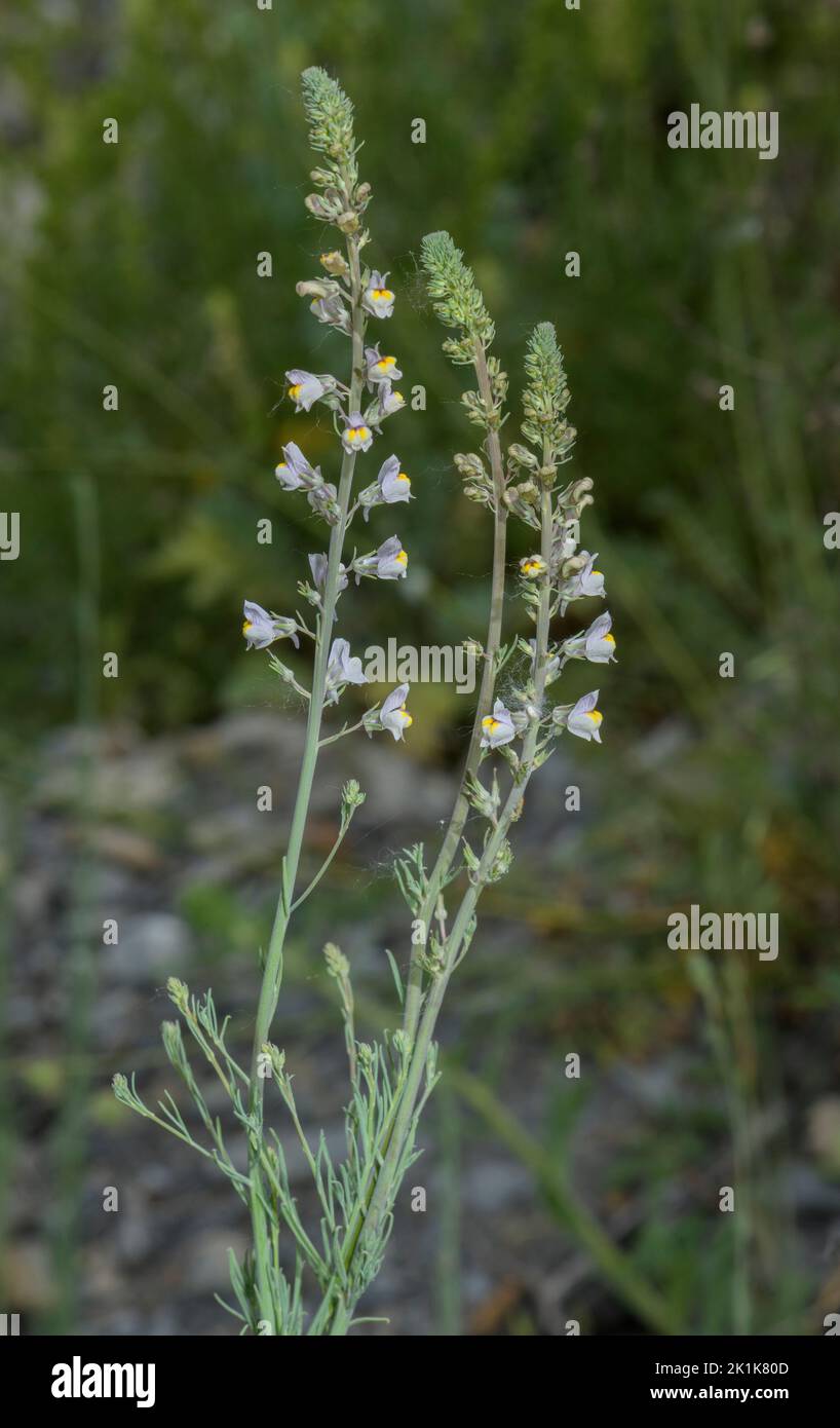 Creeping toadflax, Linaria repens, in flower in stony grassland. Stock Photo
