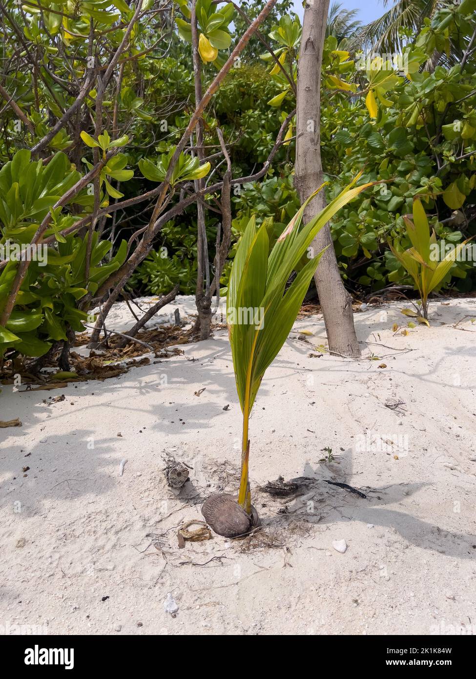 A coconut seedling growing from a coconut on a tropical beach on an