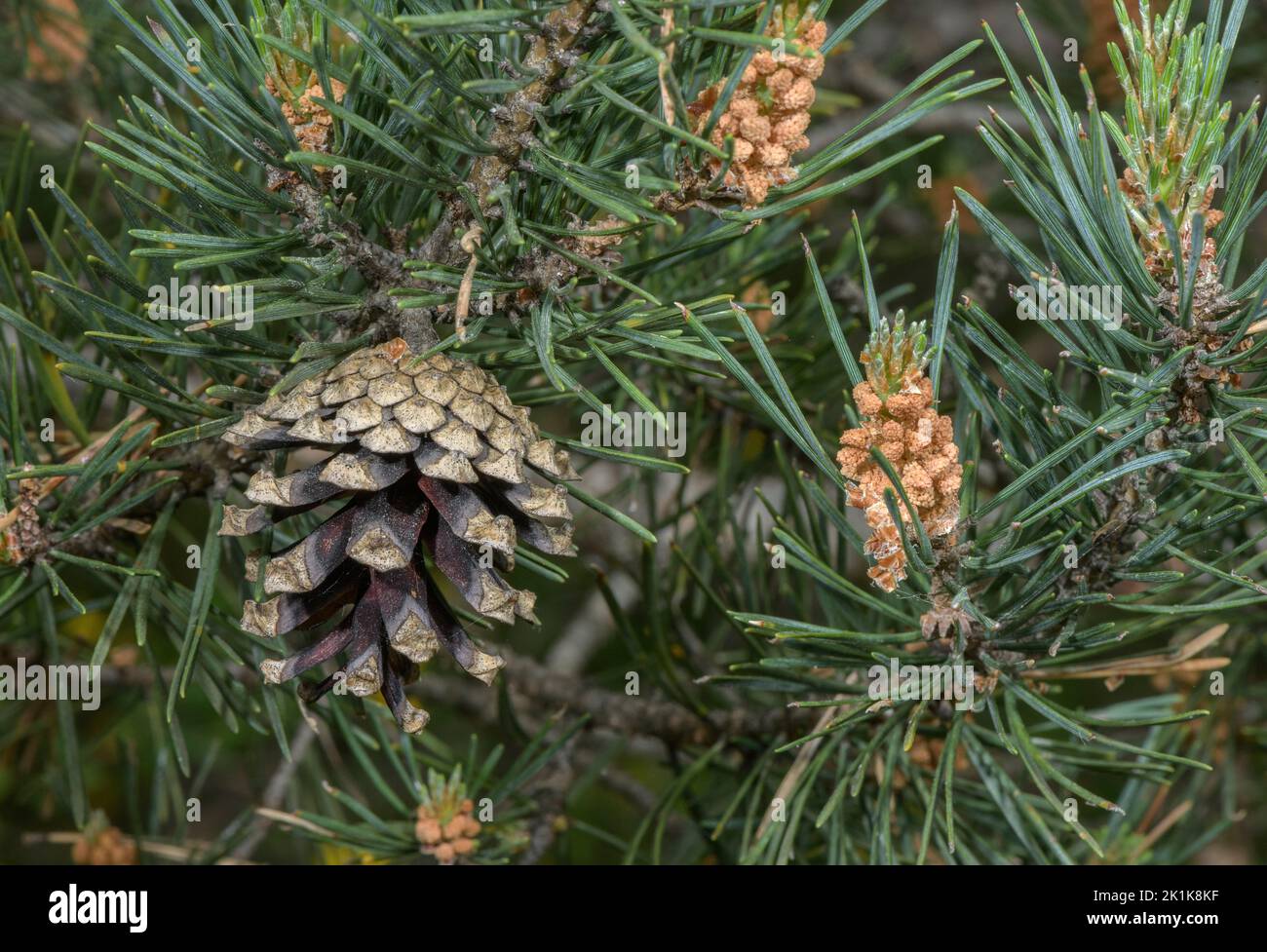 Cones and flowers of Scots Pine, Pinus sylvestris in spring. Stock Photo