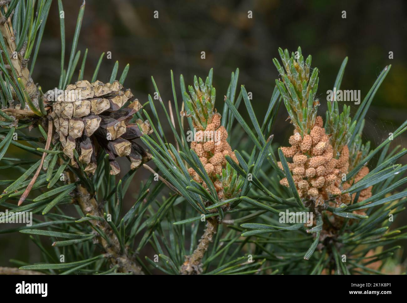 Cones and flowers of Scots Pine, Pinus sylvestris in spring. Stock Photo