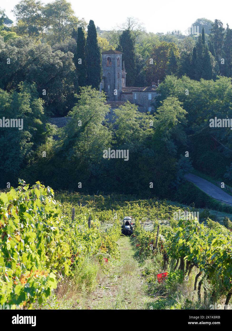 Grape harvest. Tractor in a vineyard in Camigliano near Lucca in