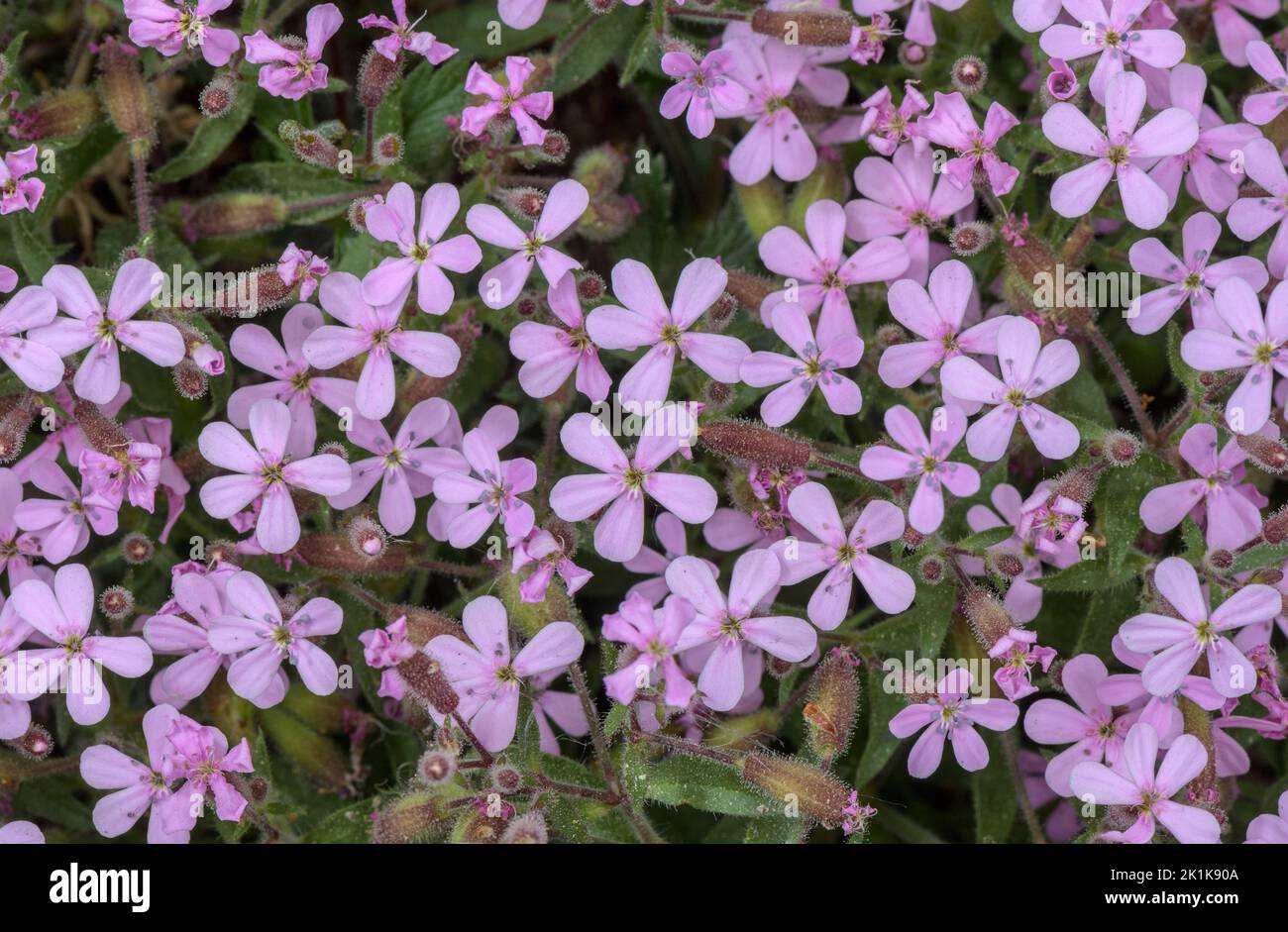 Rock soapwort, Saponaria ocymoides, in flower on limestone scree, south France. Stock Photo