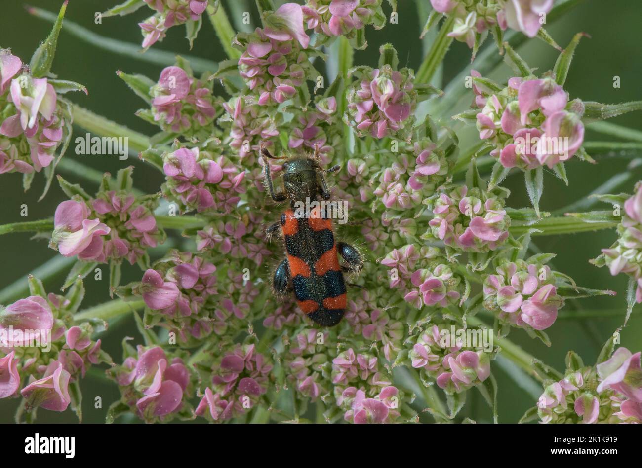 A checkered beetle on Wild Carrot flowers, Trichodes apiarius, Stock Photo