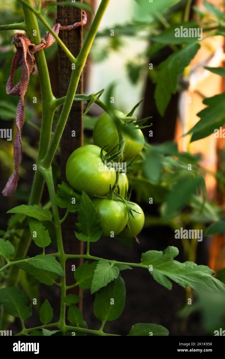 Green tomato fruits grow on a branch in a greenhouse, the future harvest of ripe tomatoes Stock