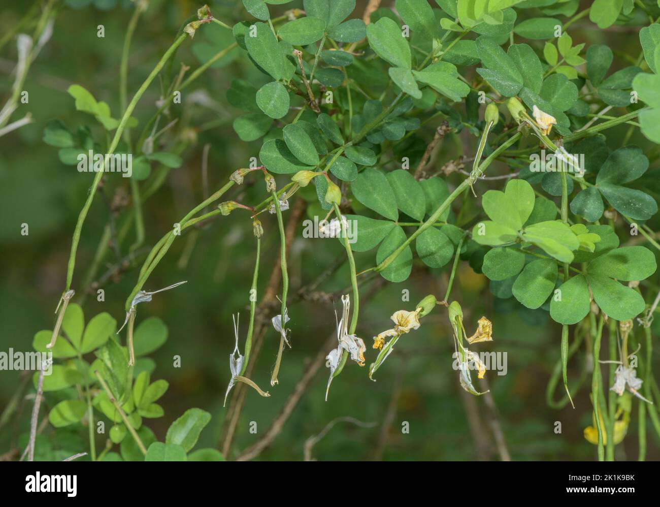 Fruits of Scorpion senna, Hippocrepis emerus Stock Photo Alamy