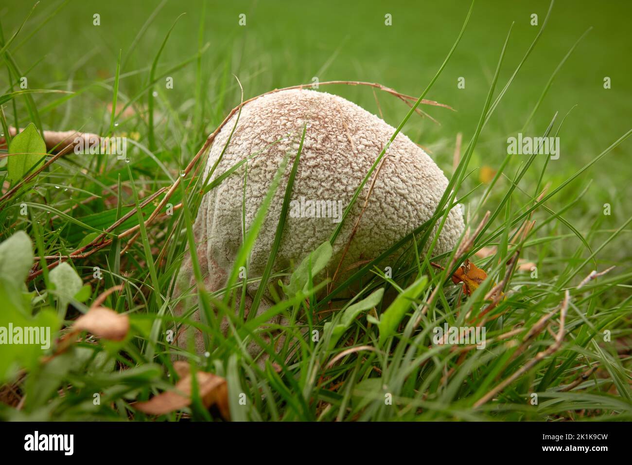 Puffball mushroom (Handkea utriformis) in grass Stock Photo