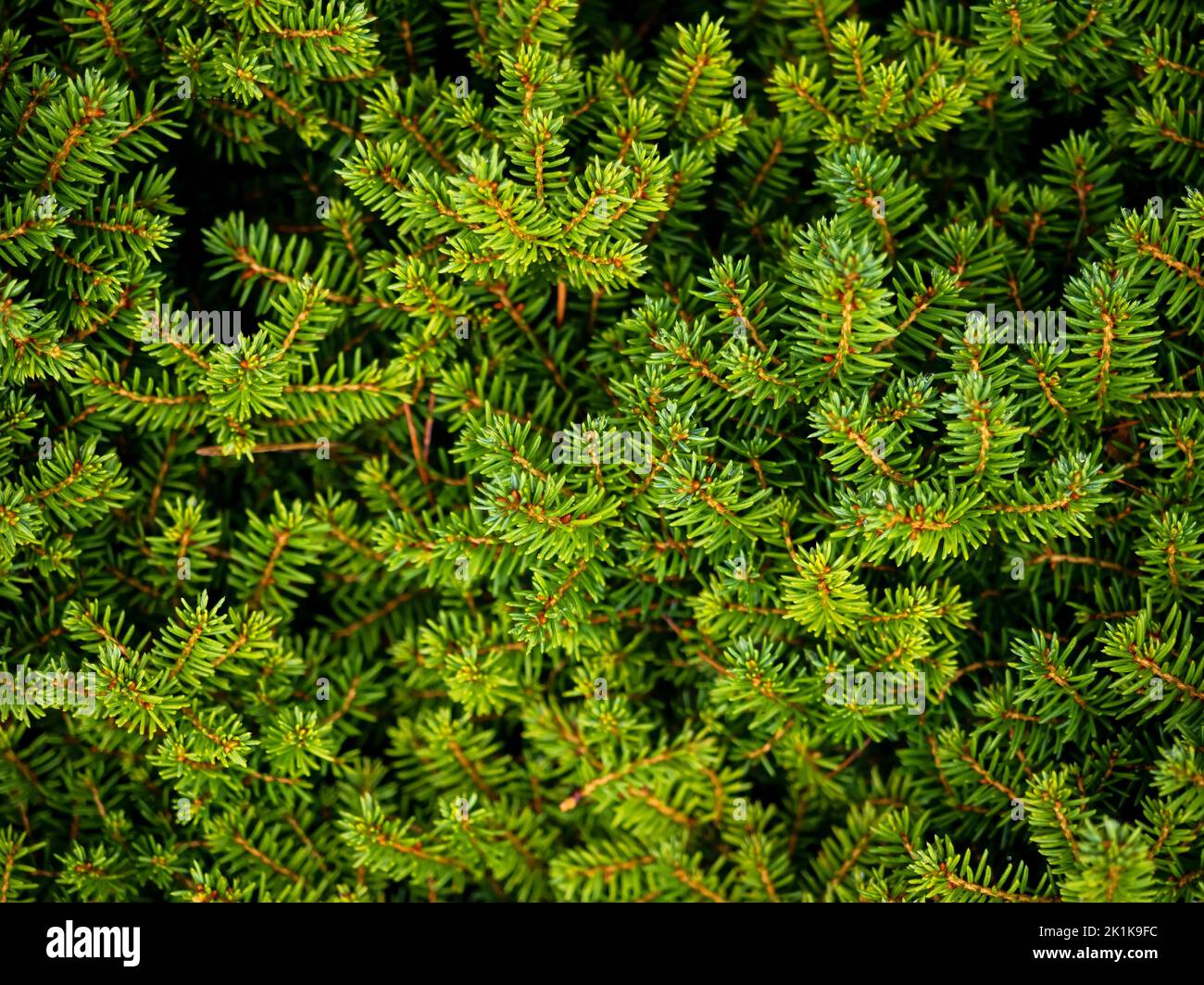 The mugo pine plant in a outdoor garden, close up photo, natural background Stock Photo
