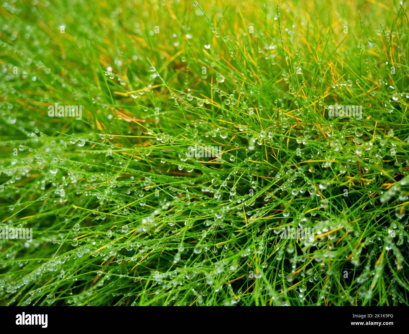 wet fresh green grass covered with water drops or dew, close up photo Stock Photo