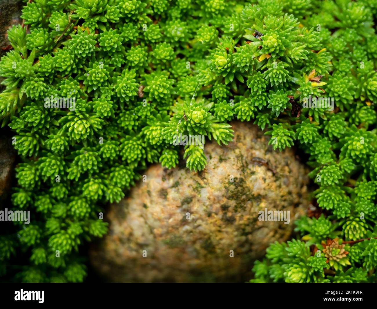 stonecrop plant. sedum plant is the needle-like foliage resembling that of some evergreen shrubs in a rock garden, close up photo, natural background Stock Photo