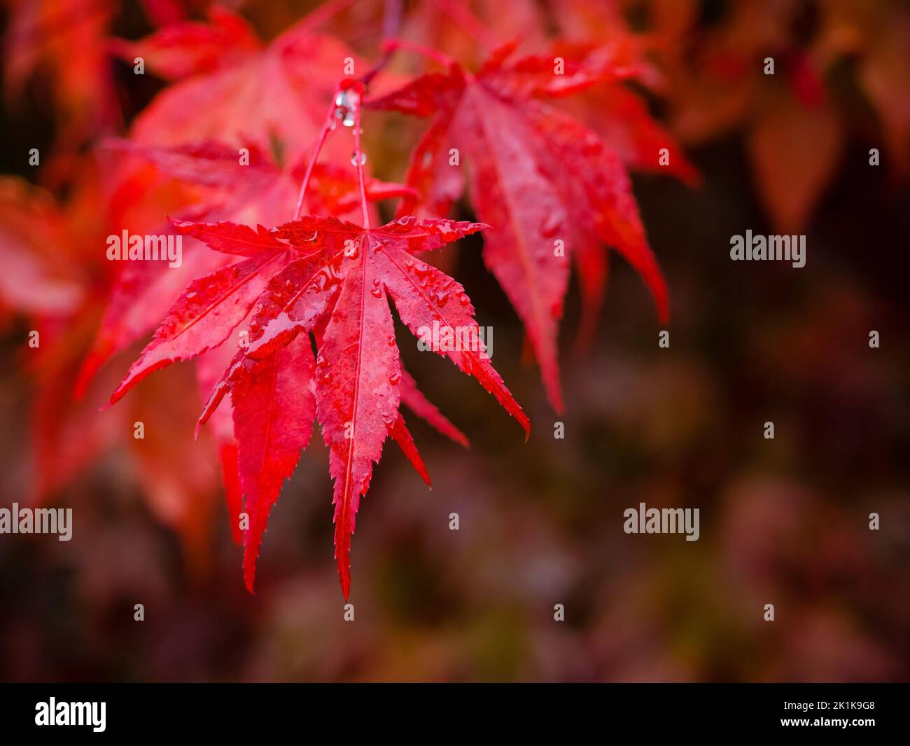 red maple tree leaves , close up photo of beautiful red autumn foliage. natural vibrant fall season colors Stock Photo