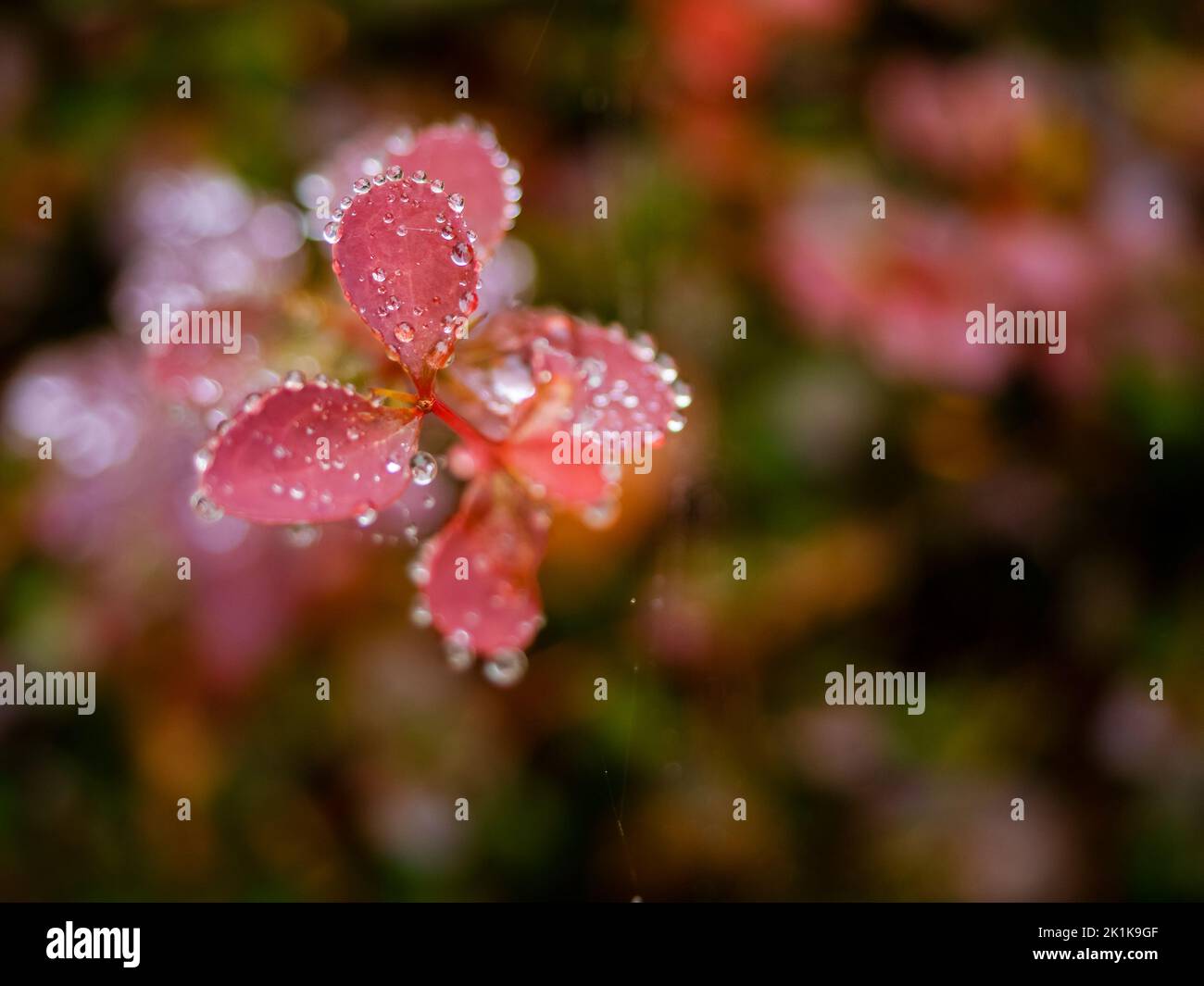 tiny twig of a shrub with small red leaves after rain, raindrops on a leaves. deep moody autumn season Stock Photo