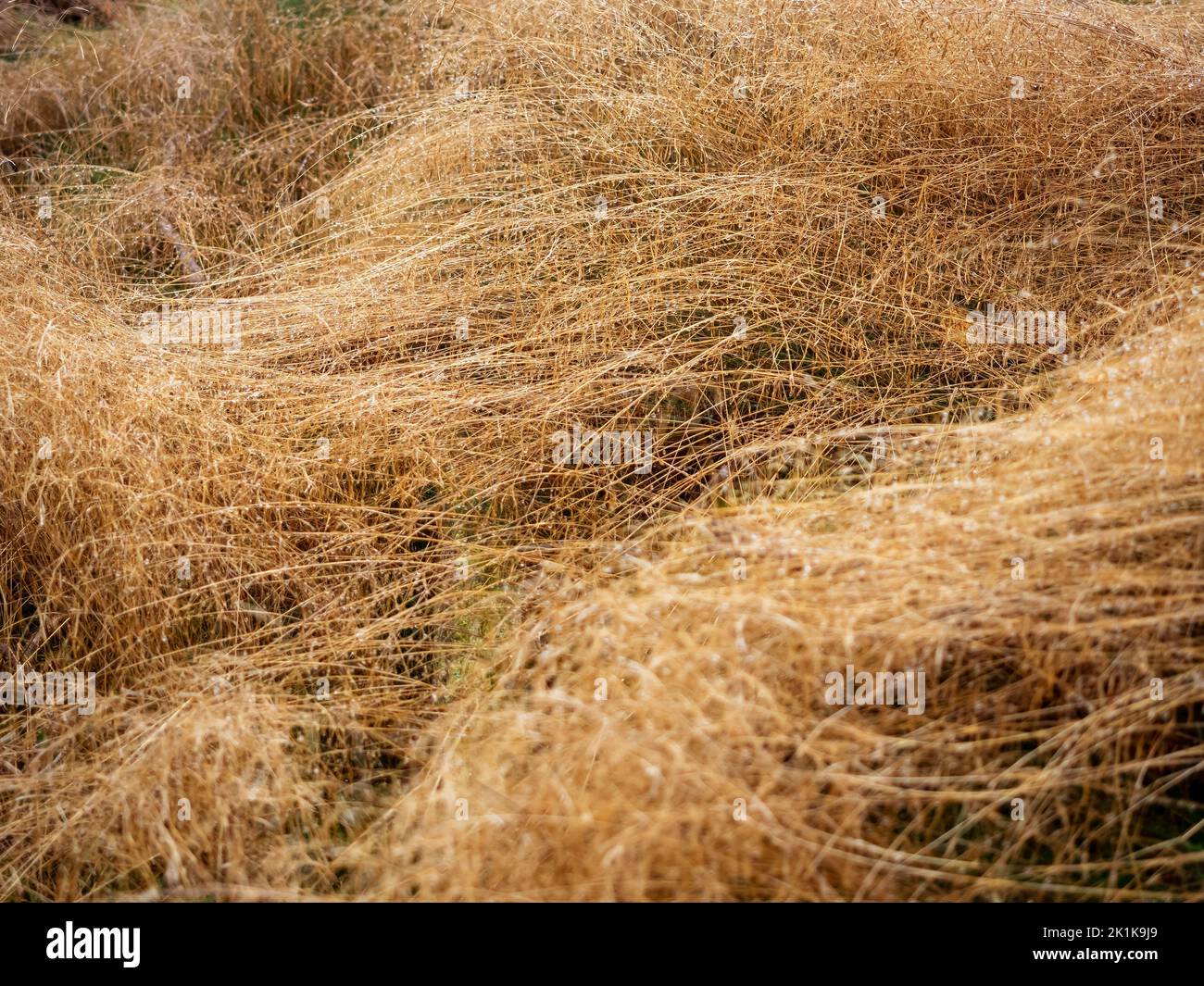wet faded grass in the daybreak, dry grass covered with raindrops, autumn season background Stock Photo